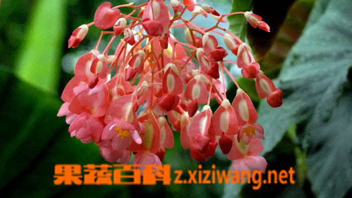 ���߰ٿ���ں��Ļ���ֳ����������ע������