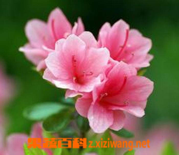 ���߰ٿƶž黨ͼƬ �ž黨������ֳ����