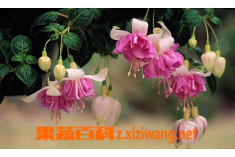 ���ҽ��ӵ���ֳ����