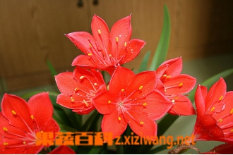 �ϸ�������ֳ����