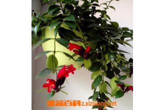 �ں��������ֳ������ע������