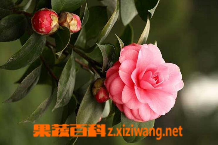 ���߰ٿƲ軨����ֳ�������ճ�����