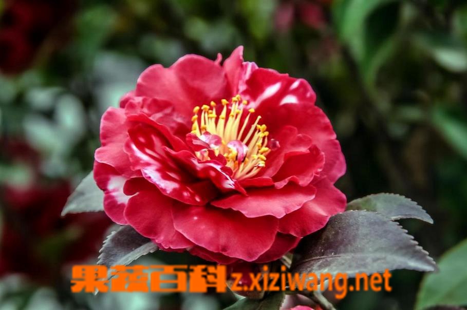 ���߰ٿƱ����軨���Ϸ��軨������