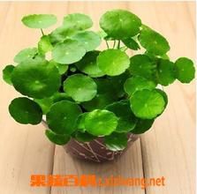 ���߰ٿ�ͭǮ����ô���� ͭǮ����������