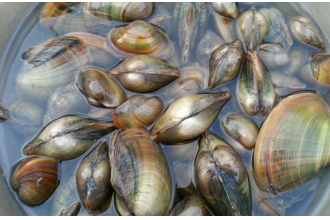 �Ӱ���Ӫ����ֵ �ԺӰ��ĺô�