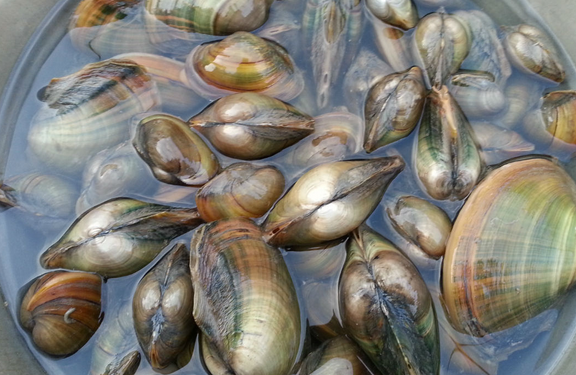 ���߰ٿƺӰ���Ӫ����ֵ