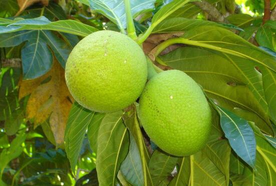 ���߰ٿ�������Ĺ�ʵ�ܳ���