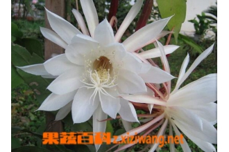 꼻��ܳ��� 꼻���ô��
