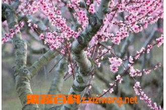��֦�Ĺ�Ч������ ��֦��������Щ����