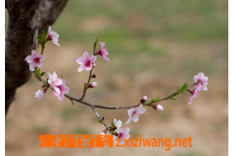 ��֦���ʹ�� ��֦��ʹ�ý�����ע������