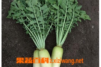 ���ܲ�ҶҪע��ʲô ���ܲ�Ҷ��ע������