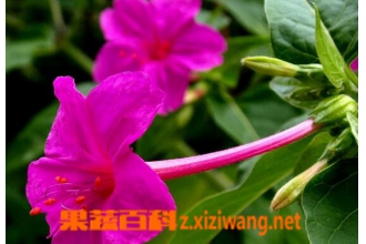 �������ҩ�ù�Ч�볣���÷�
