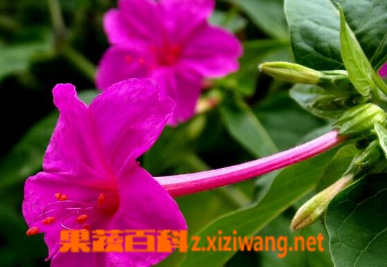 ���߰ٿ��������ҩ�ù�Ч�볣���÷�