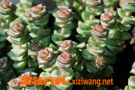 ���߰ٿ�Ǯ���ӵ���ֳ����