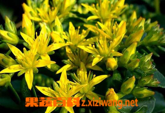 ���߰ٿƾ������ߵ�Ӫ����ֵ�빦Ч