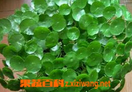 ���߰ٿƽ�Ǯ�ݵ�ҩ�ü�ֵ�볣���÷�