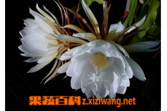 꼻���������ԭ�� 꼻���������ô��