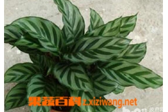 ��Ҷ�������ֳ������ע������