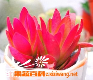���߰ٿƶ���ֲ����ֲ֪ʶ֮������������