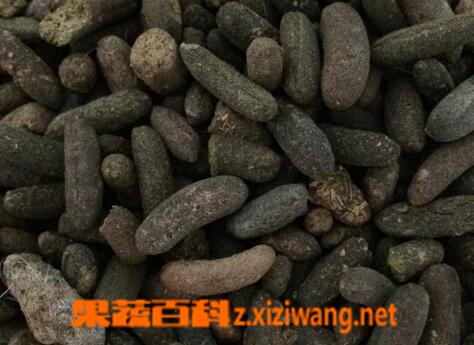���߰ٿ�����֬��ҩ�ü�ֵ�빦Ч