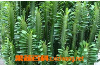 ���ǻ�����ֳ���� ��ֳ���ǻ���ע������
