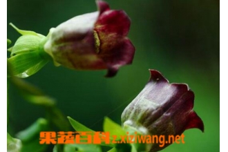 ���黨ͼƬ ���黨�Ĺ�Ч������