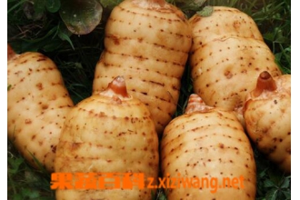 �����Ӫ����ֵ ������ĺô�����Щ