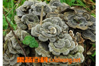 ��֥�Ĺ�Ч������ ��֥��ҩ�ü�ֵ