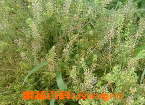 ���߰ٿ�ɺ���ݵĹ�Ч������