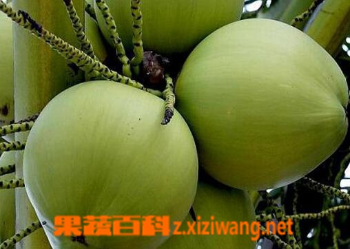 ���߰ٿ�Ҭ��Ĺ�Ч������