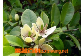 ��Ц������ֳ������ע������