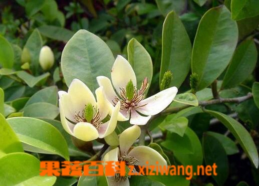 ���߰ٿƺ�Ц������ֳ������ע������