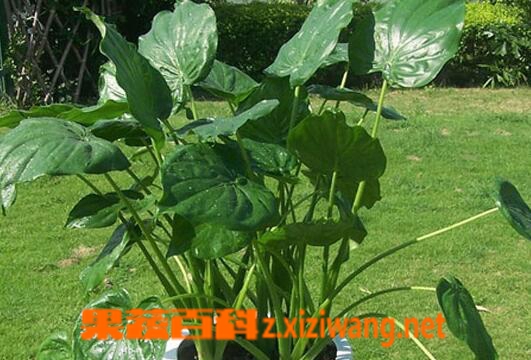 ���߰ٿƵ�ˮ����Ҷ�ӷ�����ô��