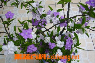˫ɫ������ô�� ��ֳ˫ɫ�����ע������
