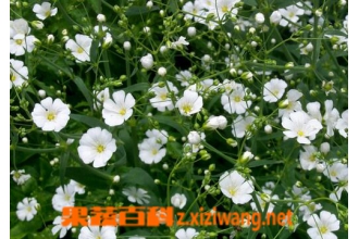 �����ǵ���ֳ������ע������
