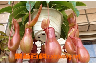 �����ݵ���ֳ������ע������