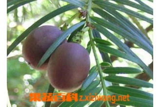 ��ҩѪ鼵Ĺ�Ч������