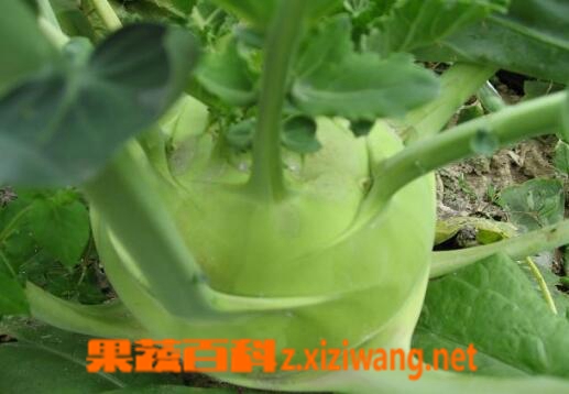 ���߰ٿ���ݼ��Ӫ����ֵ�빦Ч