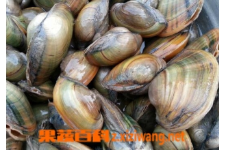 �Ӱ���Ӫ����ֵ�빦Ч �Ӱ���ҩ�ü�ֵ