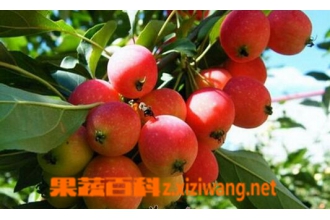 ���Ĺ���Ӫ����ֵ �Ժ��Ĺ��ĺô�
