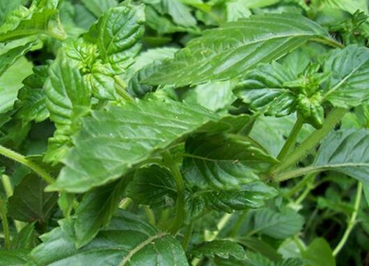 ���߰ٿ����۲ݵĹ�Ч������