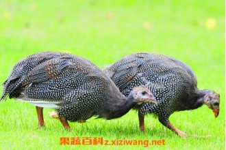 ���鼦��Ӫ����ֵ�빦Ч