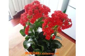 ���ٻ��ж��� ��ֳ���ٻ��ĺô�����Щ