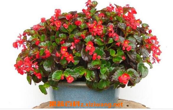 �ļ����ĵ���ֳ������ע������
