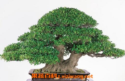 ��ֳ������ע������