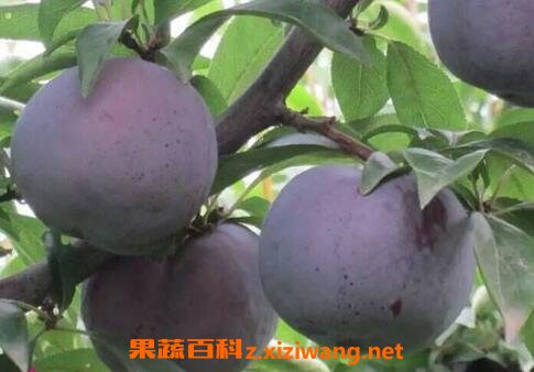 �Ժڲ��ֵĺô��뻵��