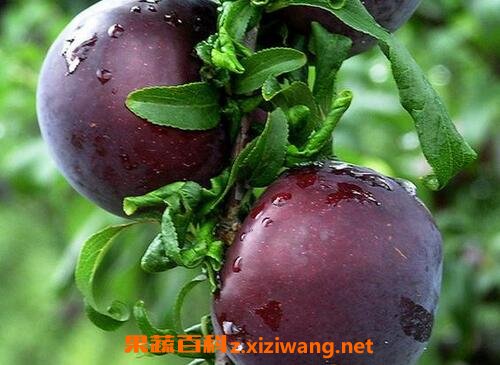 �ڲ��ֵĸ�����