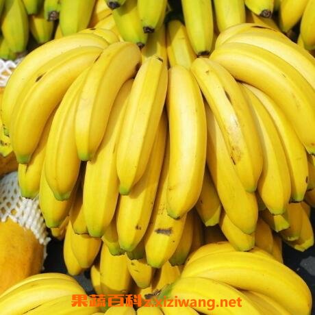  �㽶���ܺ�ʲôһ���