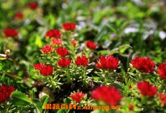  �쾰��ĸ����� ���ú쾰��Ҫע��ʲô