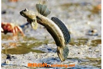 �������Ӫ����ֵ�빦Ч
